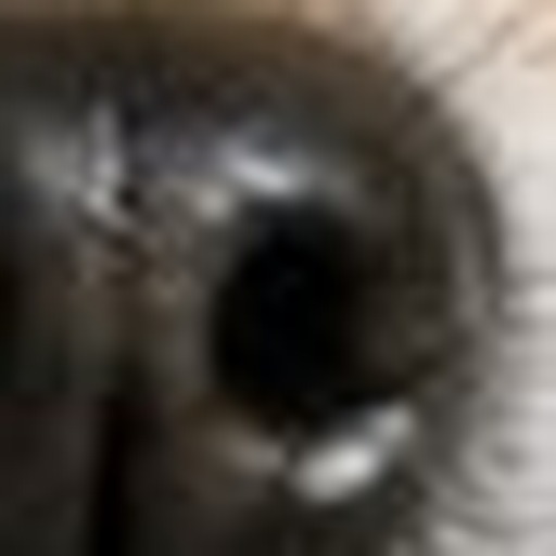 Close-up detail for this question