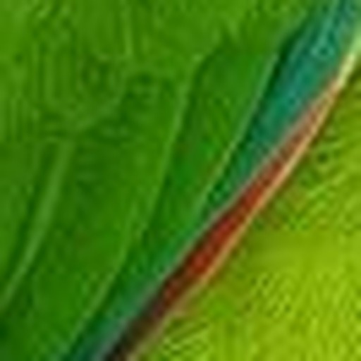 Close-up detail for this question