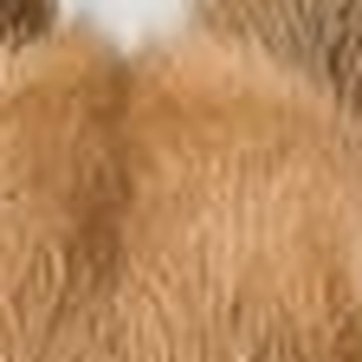 Close-up detail for this question